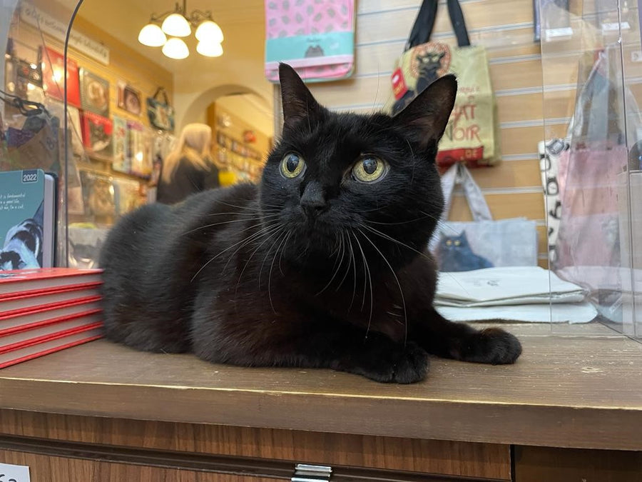 Chloe Black Cat and Feline Support Animal