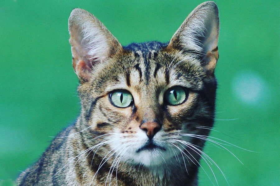 Gerald The Unofficial York Minster Cat