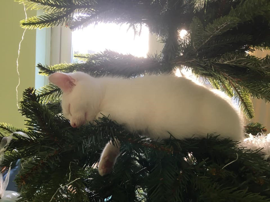 Cute customer cats at Christmas time