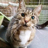 A senior cat