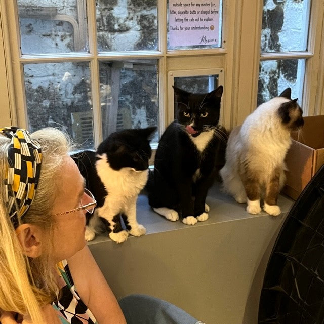Waiting for a Treat at Steampuss Cat Lounge