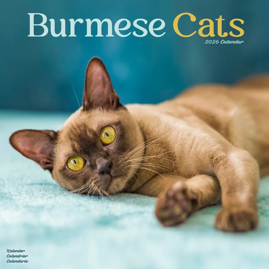Burmese Cats 2026 Wall Calendar
