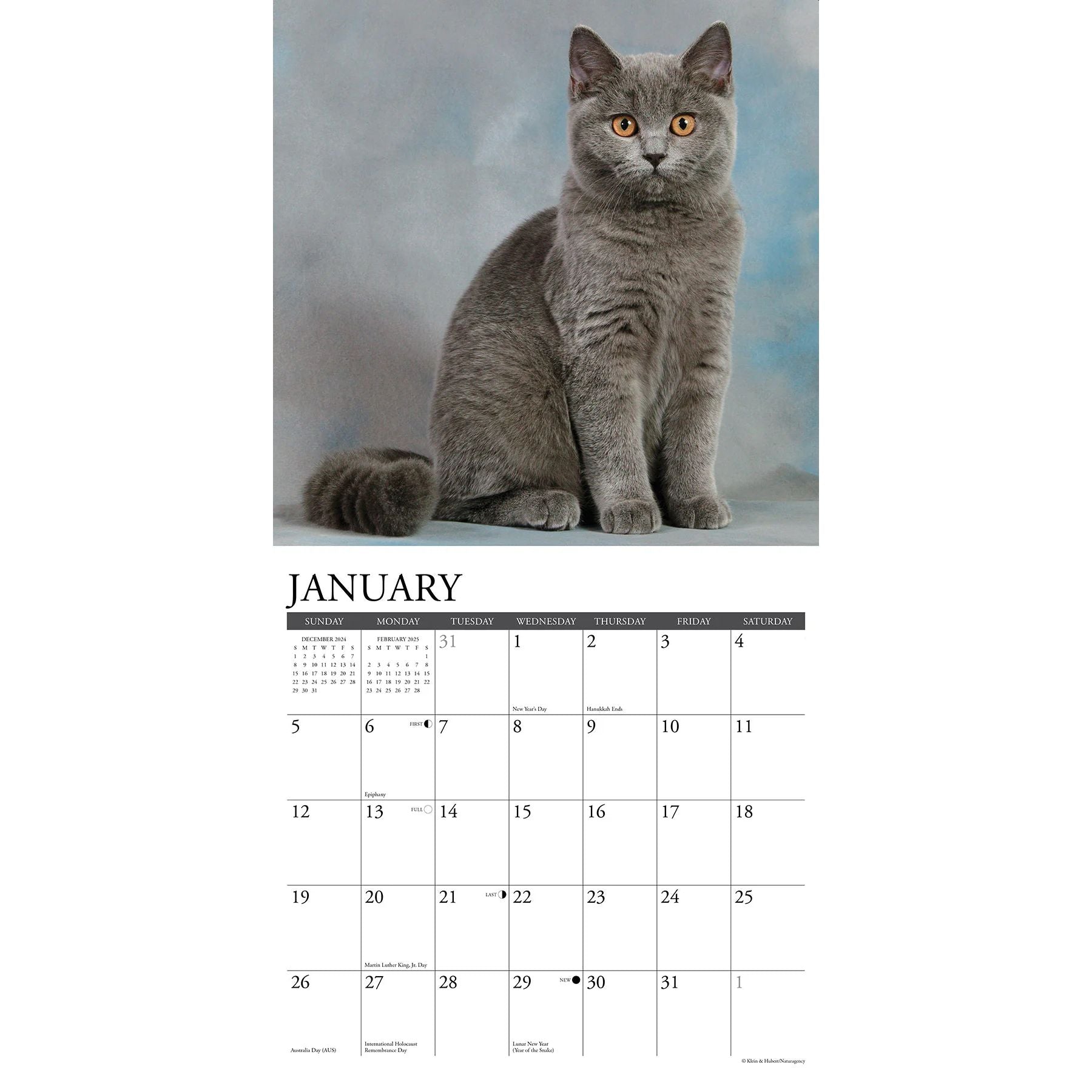 British Shorthair Cats 2025 Wall Calendar The Cat Gallery