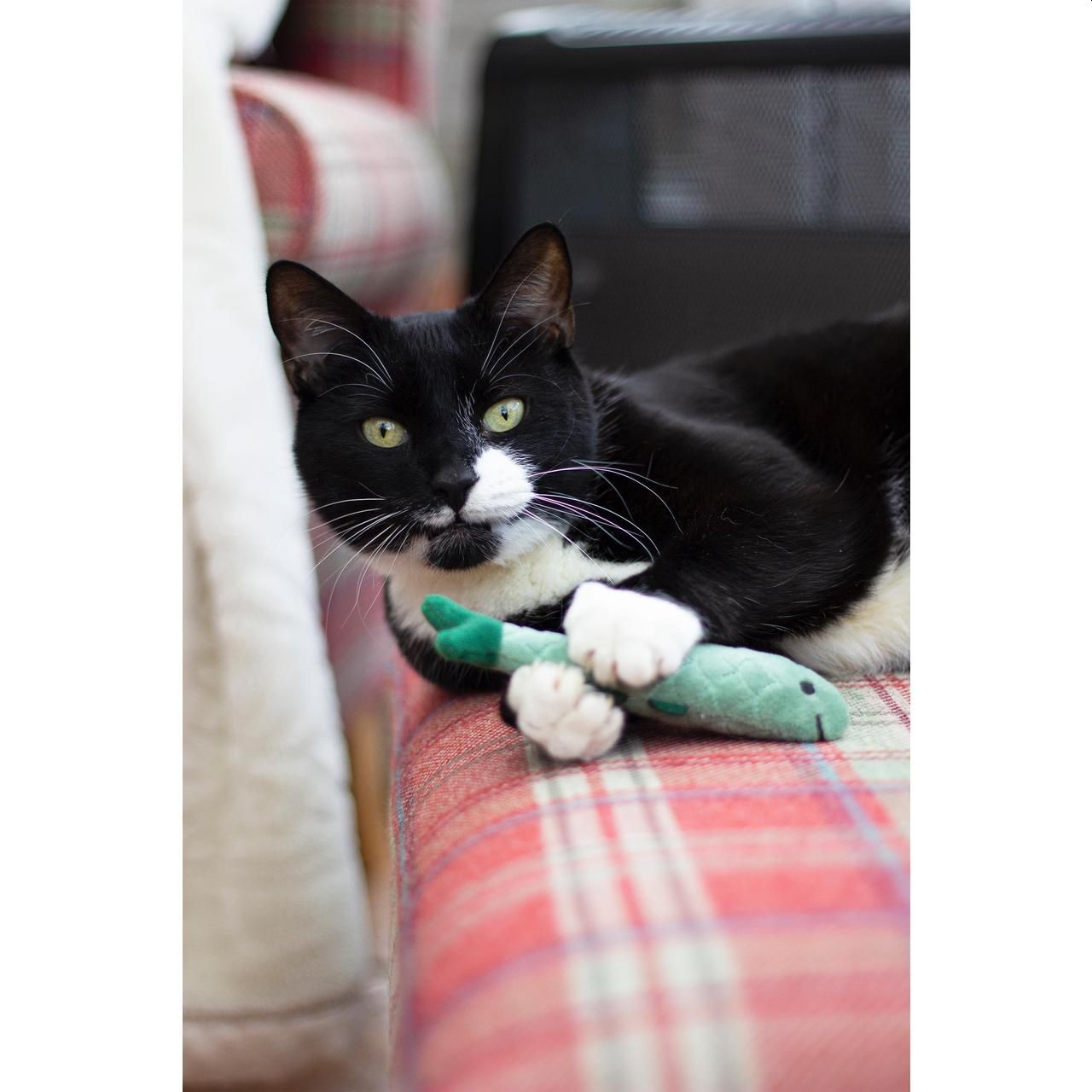 Battersea Catnip Gatos, paquete de 3