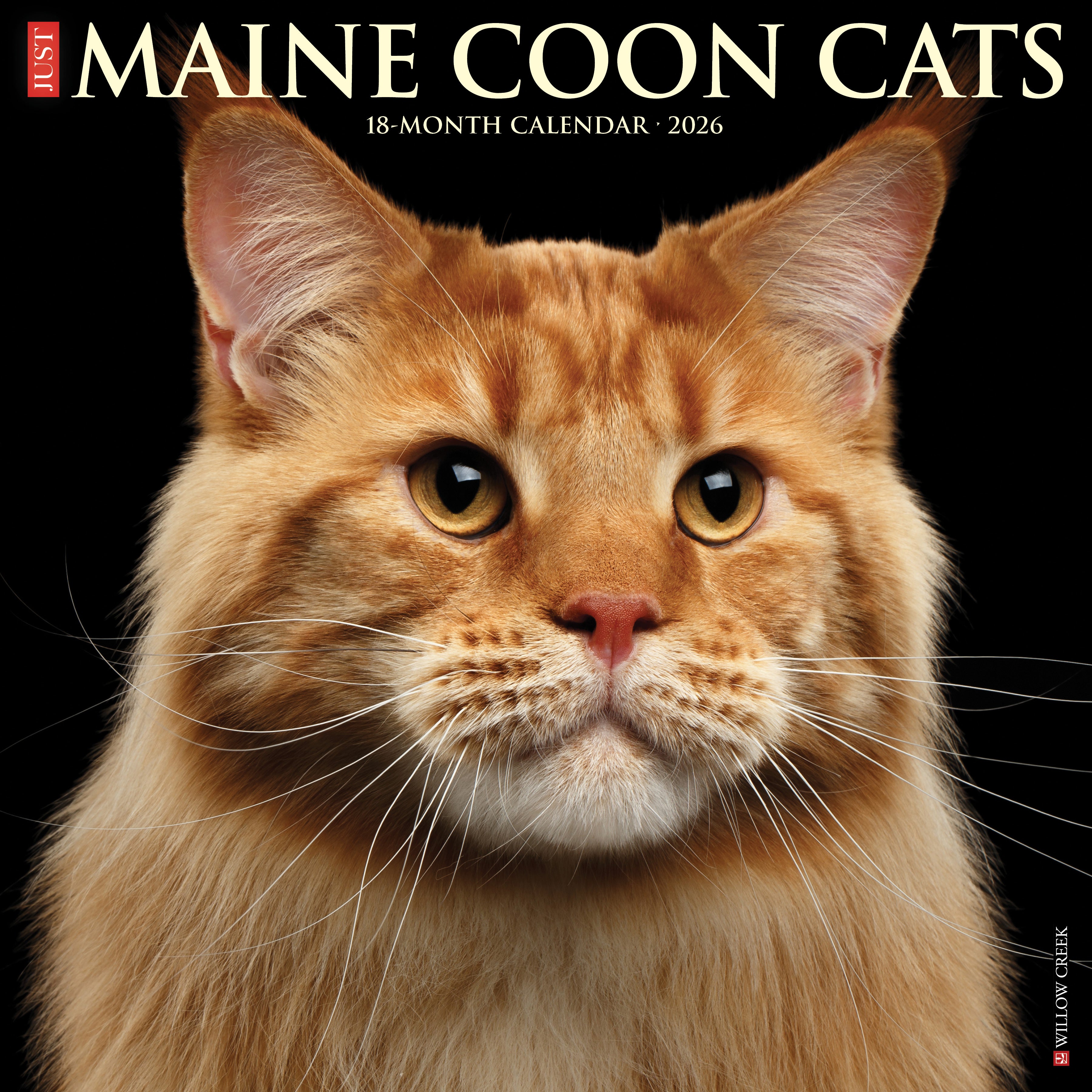 Maine Coon Cats 2026 Wall Calendar