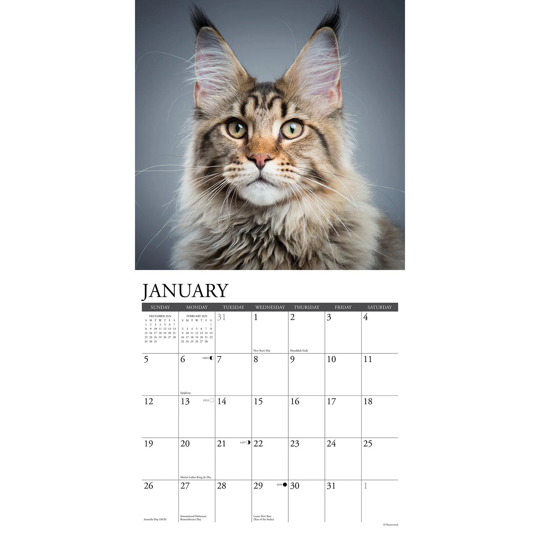 Maine Coon Cats 2025 Wall Calendar The Cat Gallery