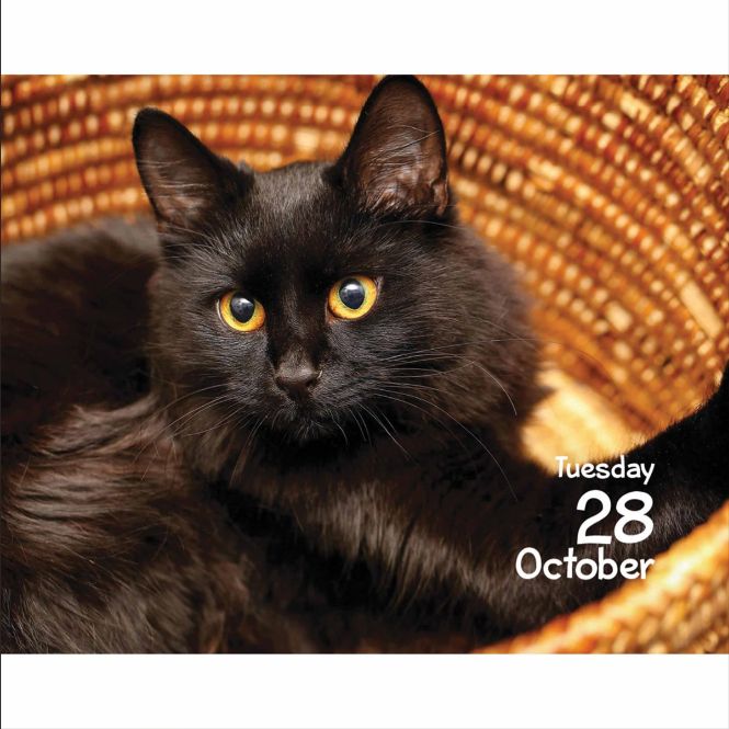 Cat Page a Day Mini Desk Calendar 2025 The Cat Gallery