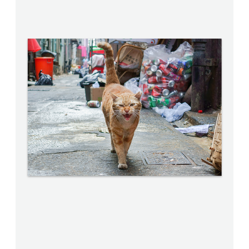 Street Cats Postcards by International Cat Care