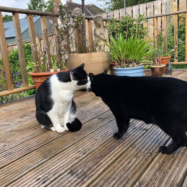 Alfie & Charlie in the Garden