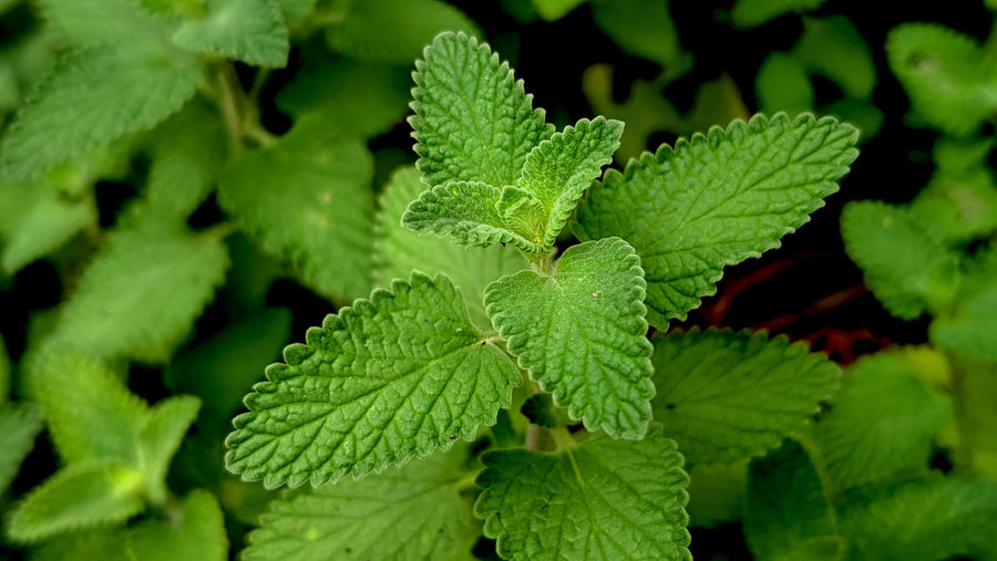 Close up of the leaf structure of Nepeta Cataria - Catnip