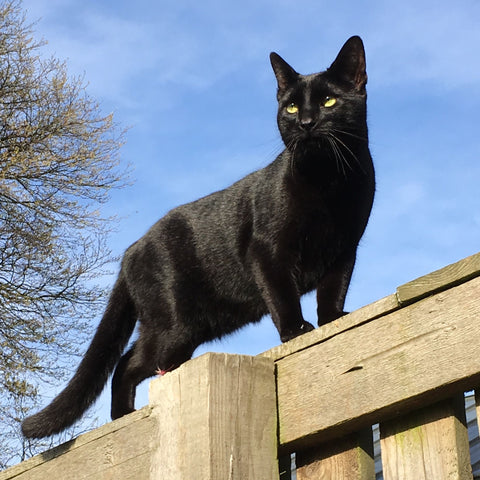 Black Cat Gifts