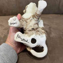 Winstanley Tabby Scratching - Size 3