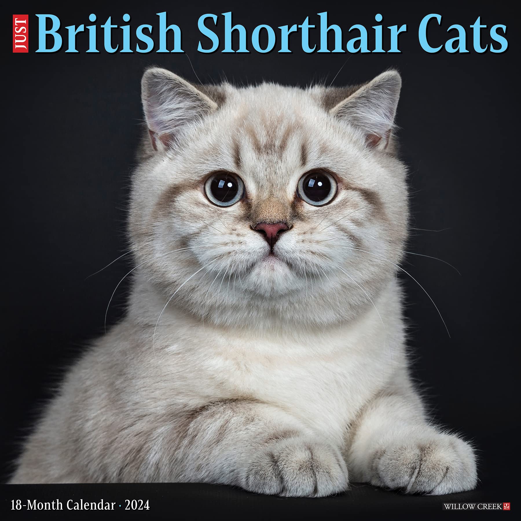 50% DE DESCUENTO Gatos británicos de pelo corto 2023 Calendario de pared