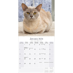 AGOTADO Calendario de Pared Gatos Birmanos 2023