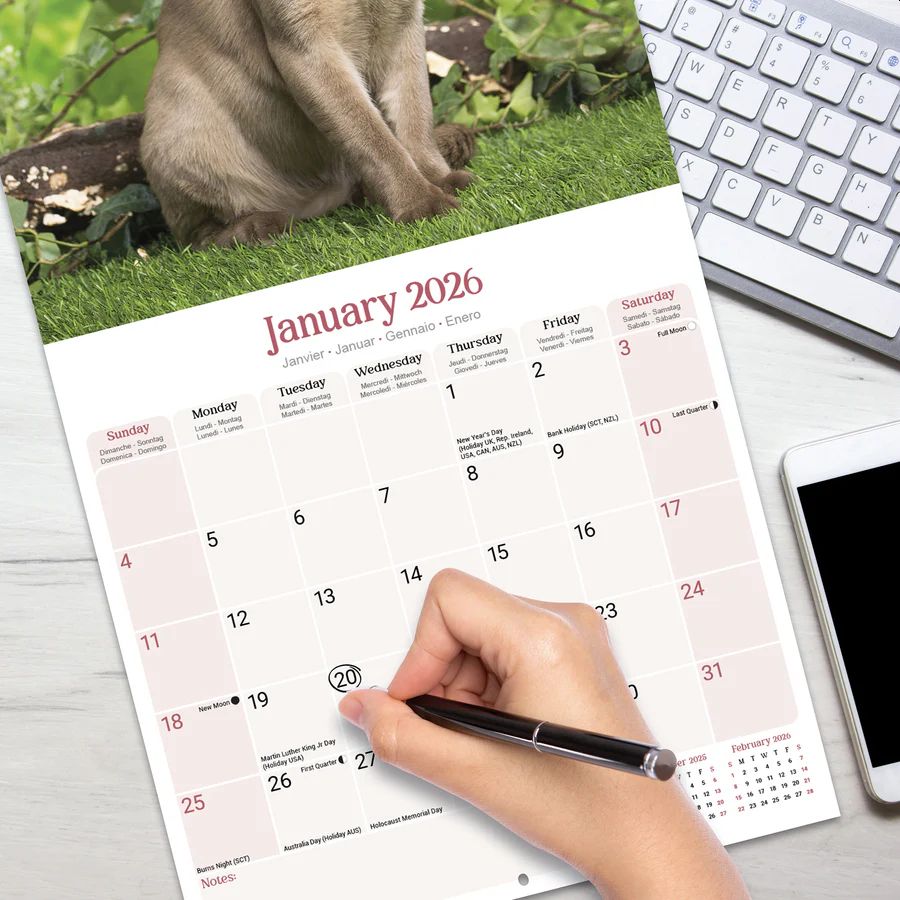 Burmese Cats 2026 Wall Calendar