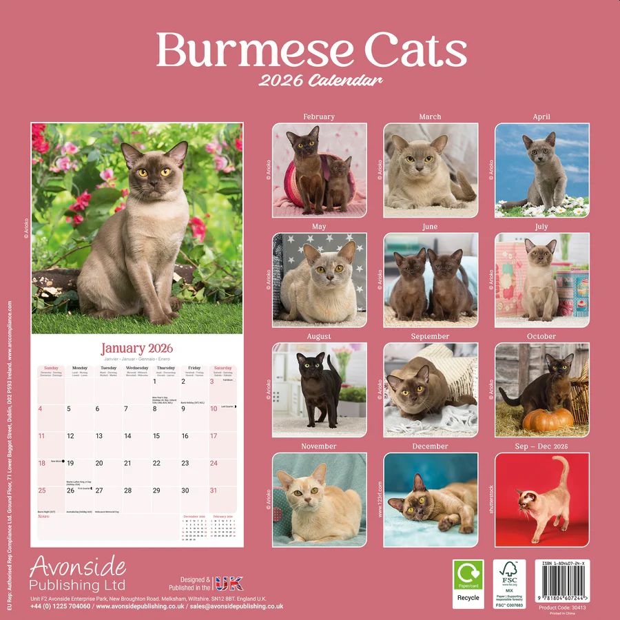 Burmese Cats 2026 Wall Calendar