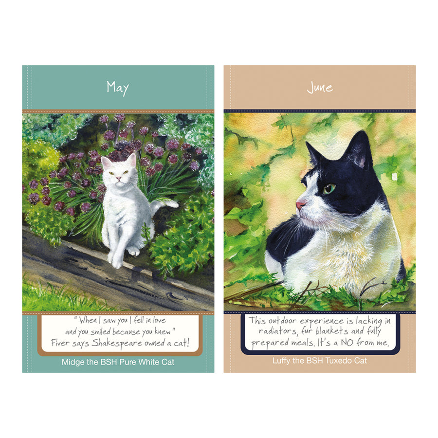 Cat illustrations for 2027 diary, May and June