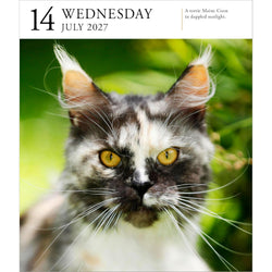 Calendar cover with a tortoiseshell Maine Coon cat against a green background