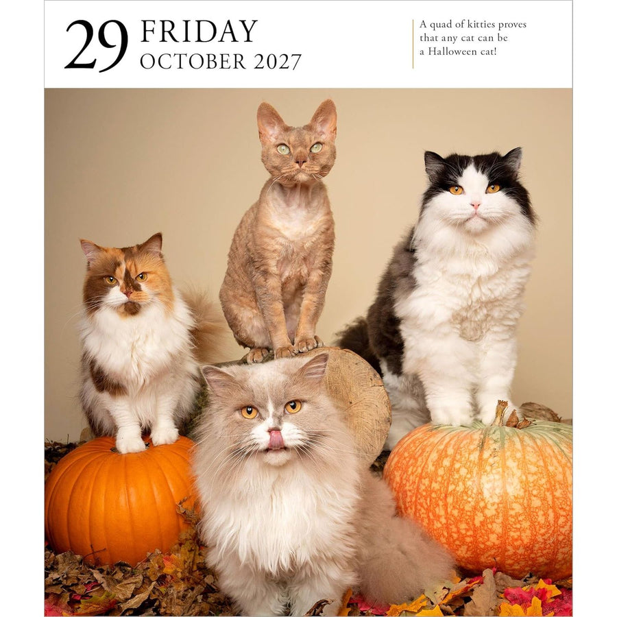 Calendar cover with four cats and pumpkins, featuring text about Halloween cats.