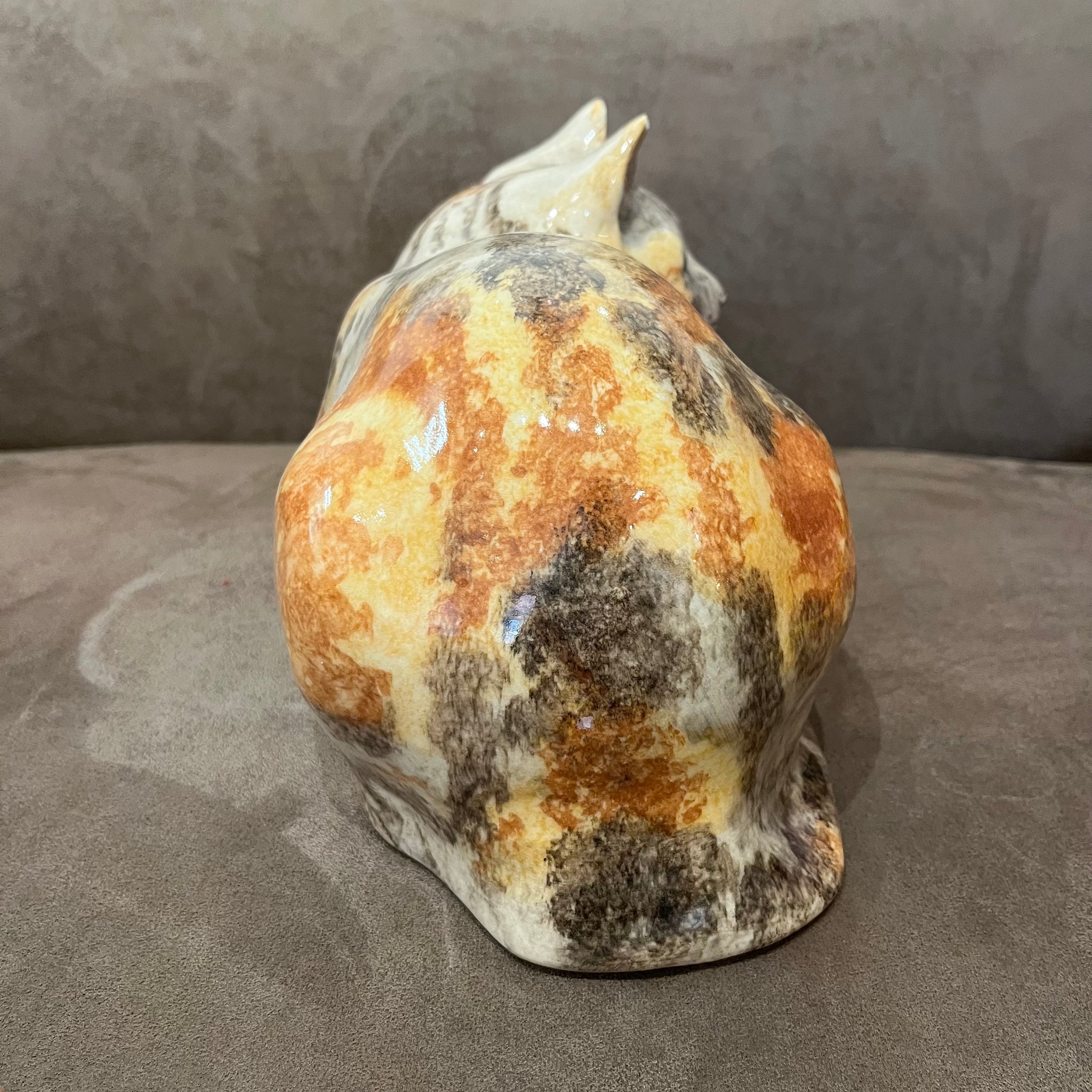 Winstanley Tortie & White - Size 5 - reduced due to small ear chip