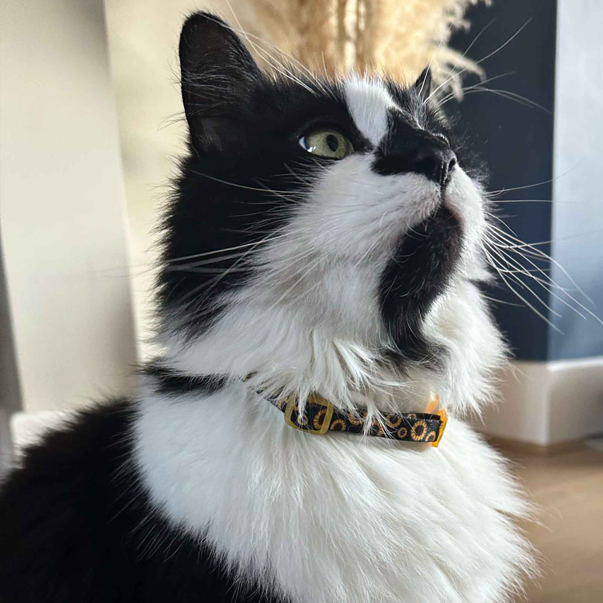 Sunflower Design Safety Cat Collar