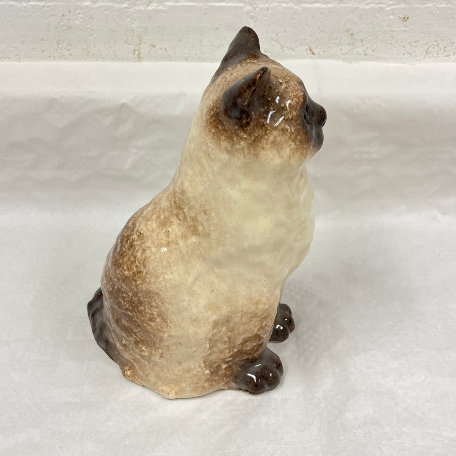 Winstanley Birman / Ragdoll Cat - Size 4