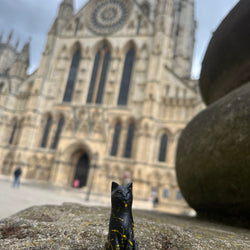 Bolt, Minster Fire Commemorative Cat