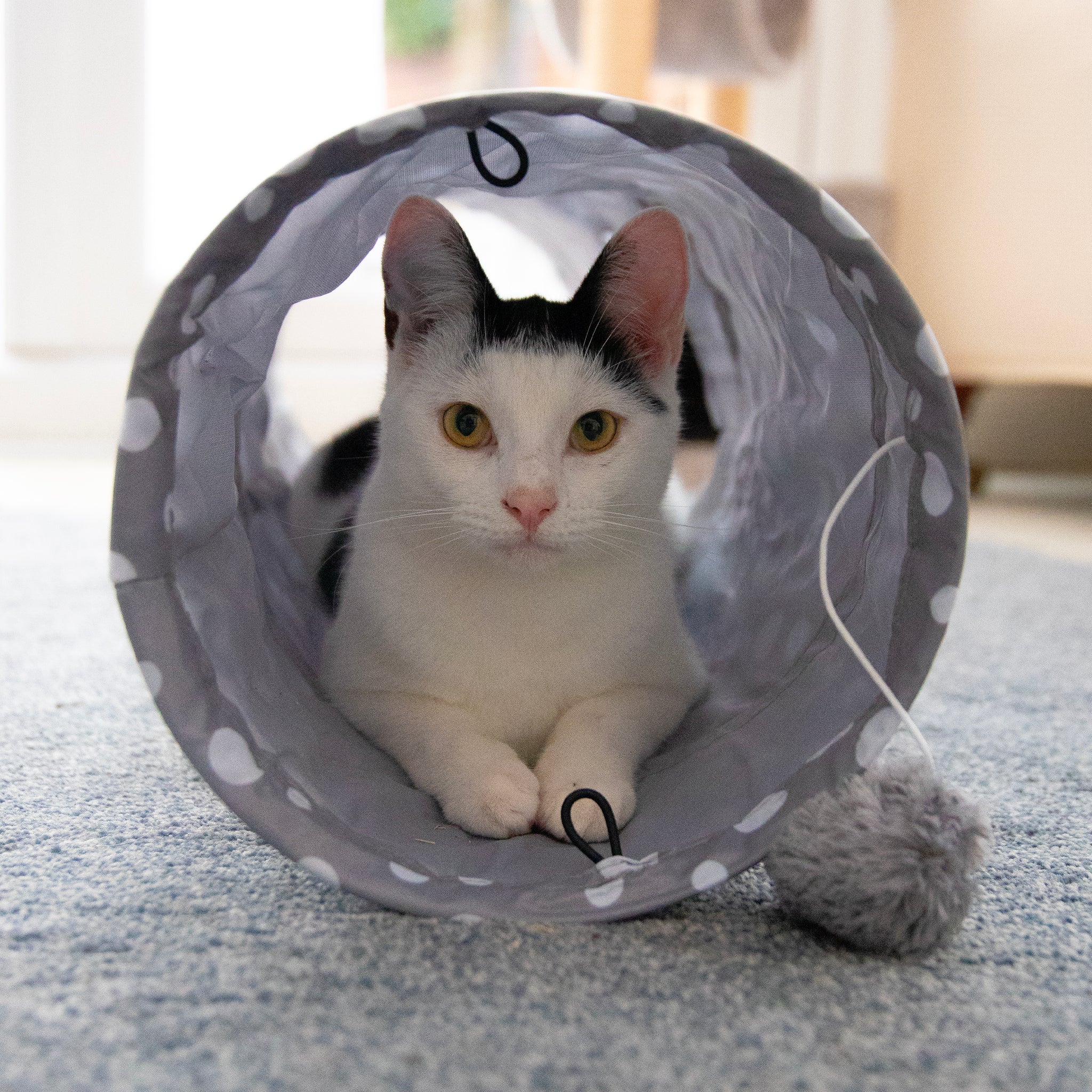 Ancol 50cm Play Tunnel Acticat Cat Tunnel Folds Flat – The Cat