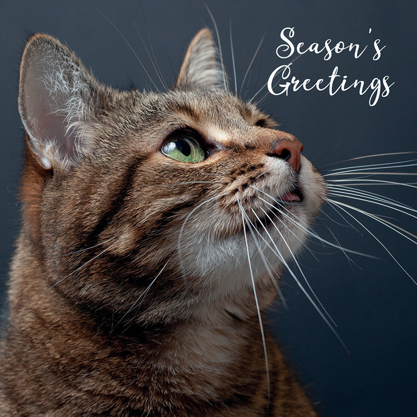 Cats Protection Bumper Charity Card Pack
