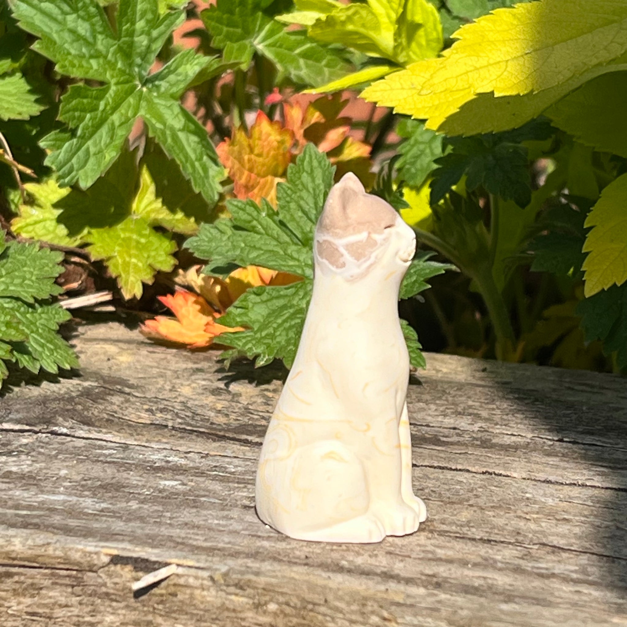 Tiramisu Original Lucky Kitten