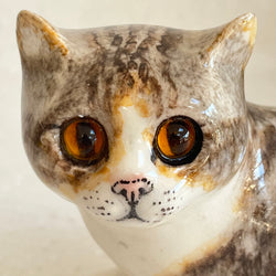 Winstanley Tabby, Brown and White Cat - Size 2