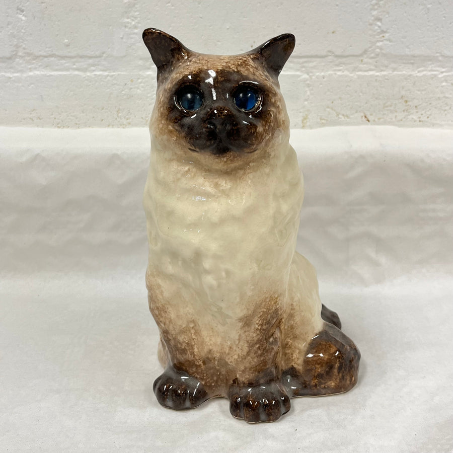 Winstanley Birman / Ragdoll Cat - Size 4