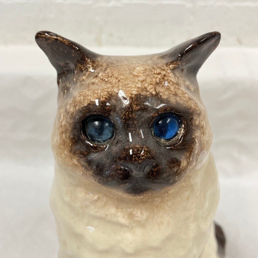 Winstanley Birman / Ragdoll Cat - Size 4