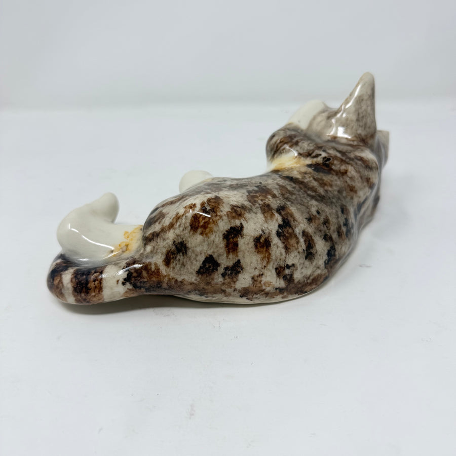 Winstanley Tabby & White Covering Eye - Size 3