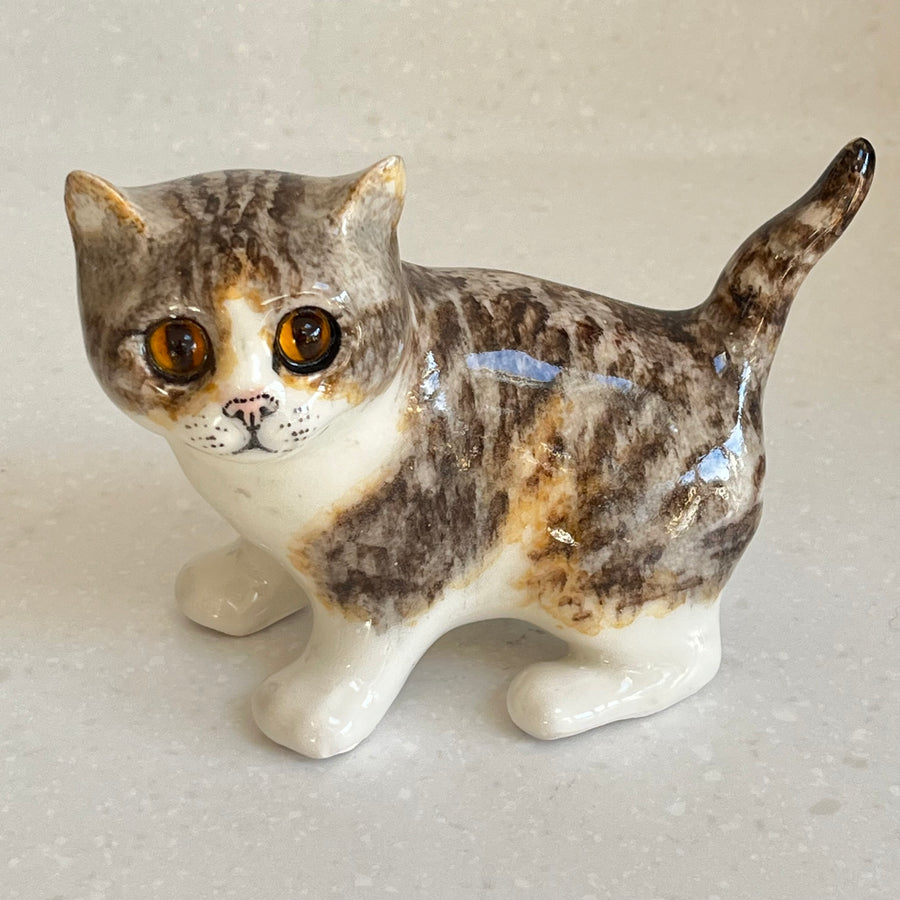 Winstanley Tabby, Brown and White Cat - Size 2