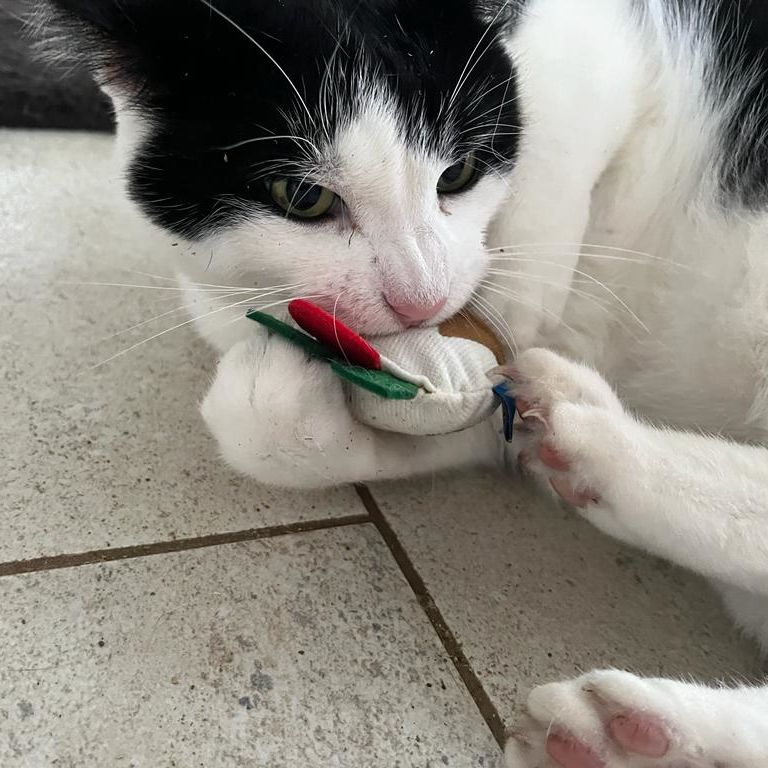 BAM Catnip Christmas Pudding