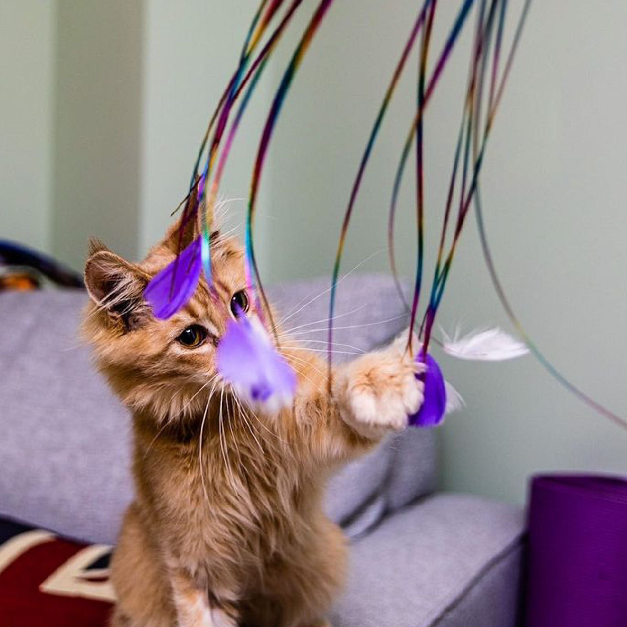 Rainbow Feather Cat Dangler Toy