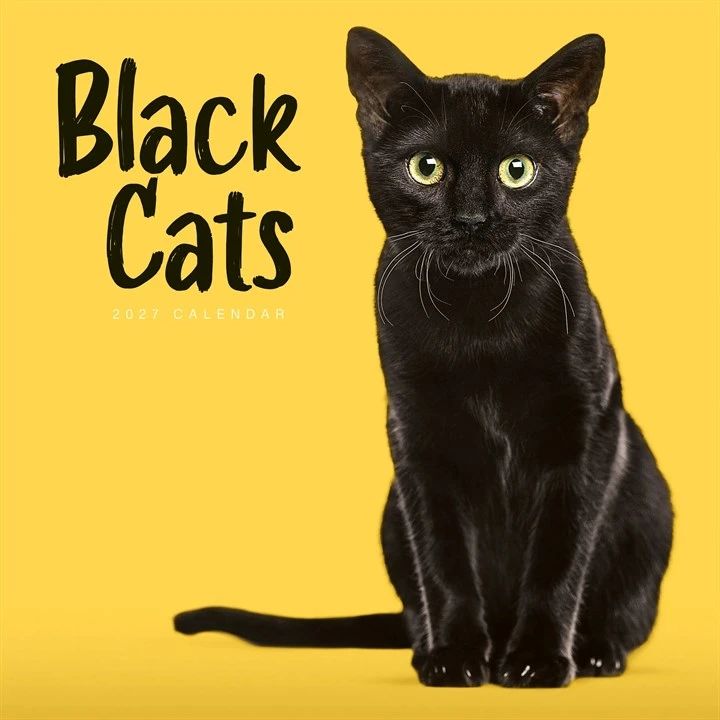 Front cover of a 2027 Black Cats calendar featuring a Black cat on a yellow background with 'Black Cats' text