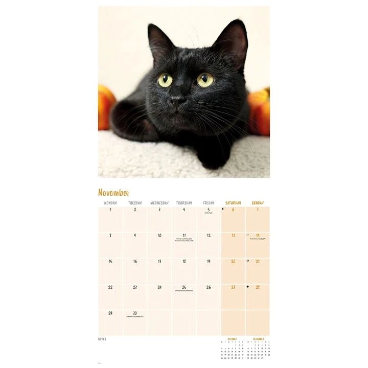 Calendar page with a black cat lying on a white surface, featuring the month of November.