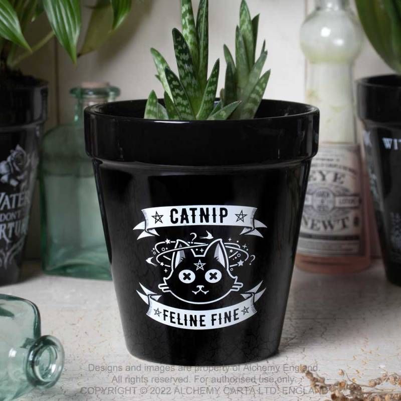 Catnip Plant Pot