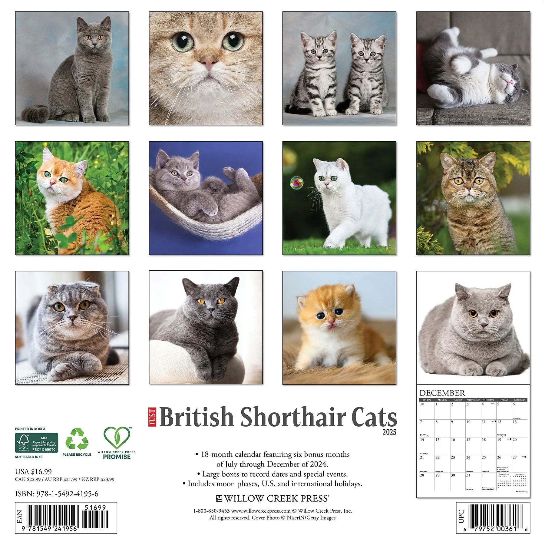 British Shorthair Cats 2025 Wall Calendar