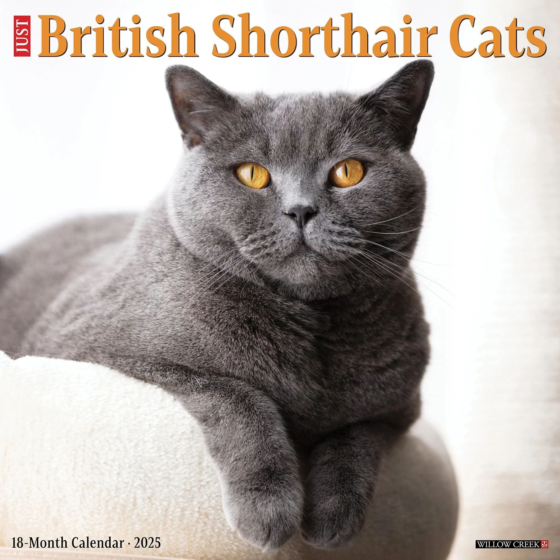 British Shorthair Cats 2025 Wall Calendar