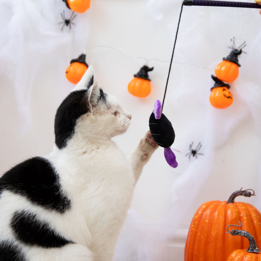 A black and white cat plays with a Halloween-themed toy bar featuring a black bat with purple wings, hanging against a white Halloween backdrop