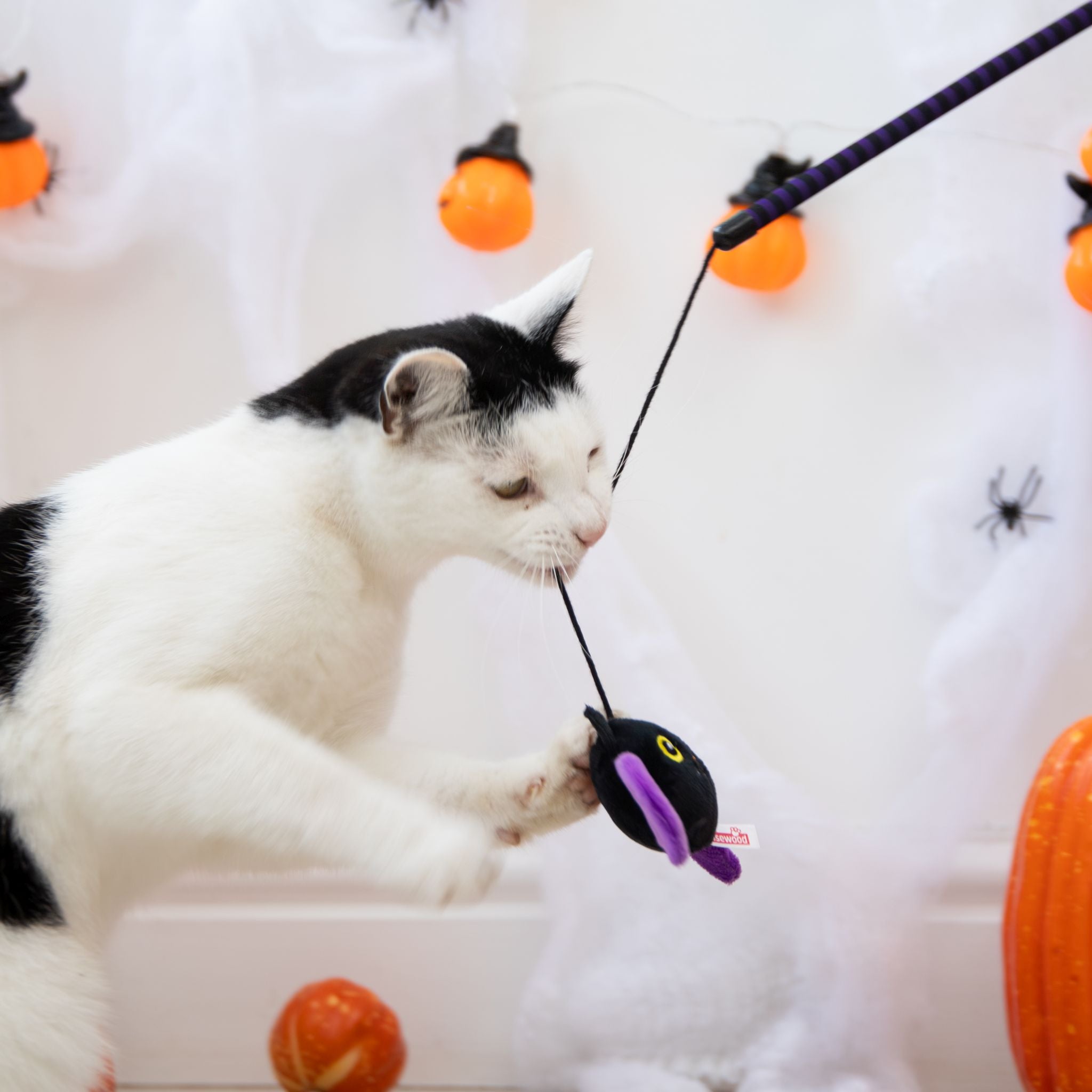 Buffy Bat Halloween Cat Teaser