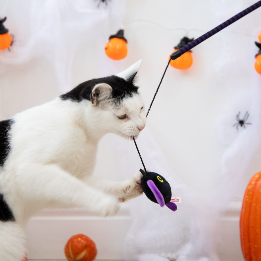 A black and white cat plays with a Halloween-themed toy on a wand, featuring a black bat-shaped plush with purple wings
