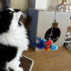 Chirping Birds Cat Toy on a string