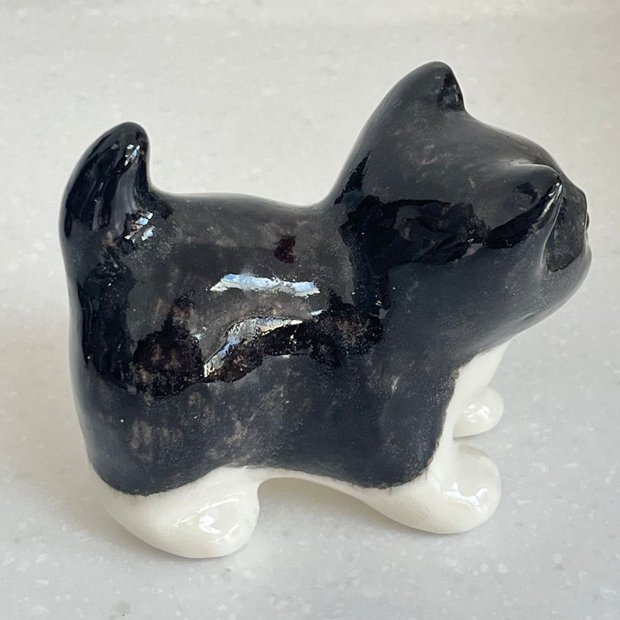 Winstanley Black & White Kitten - Size 1