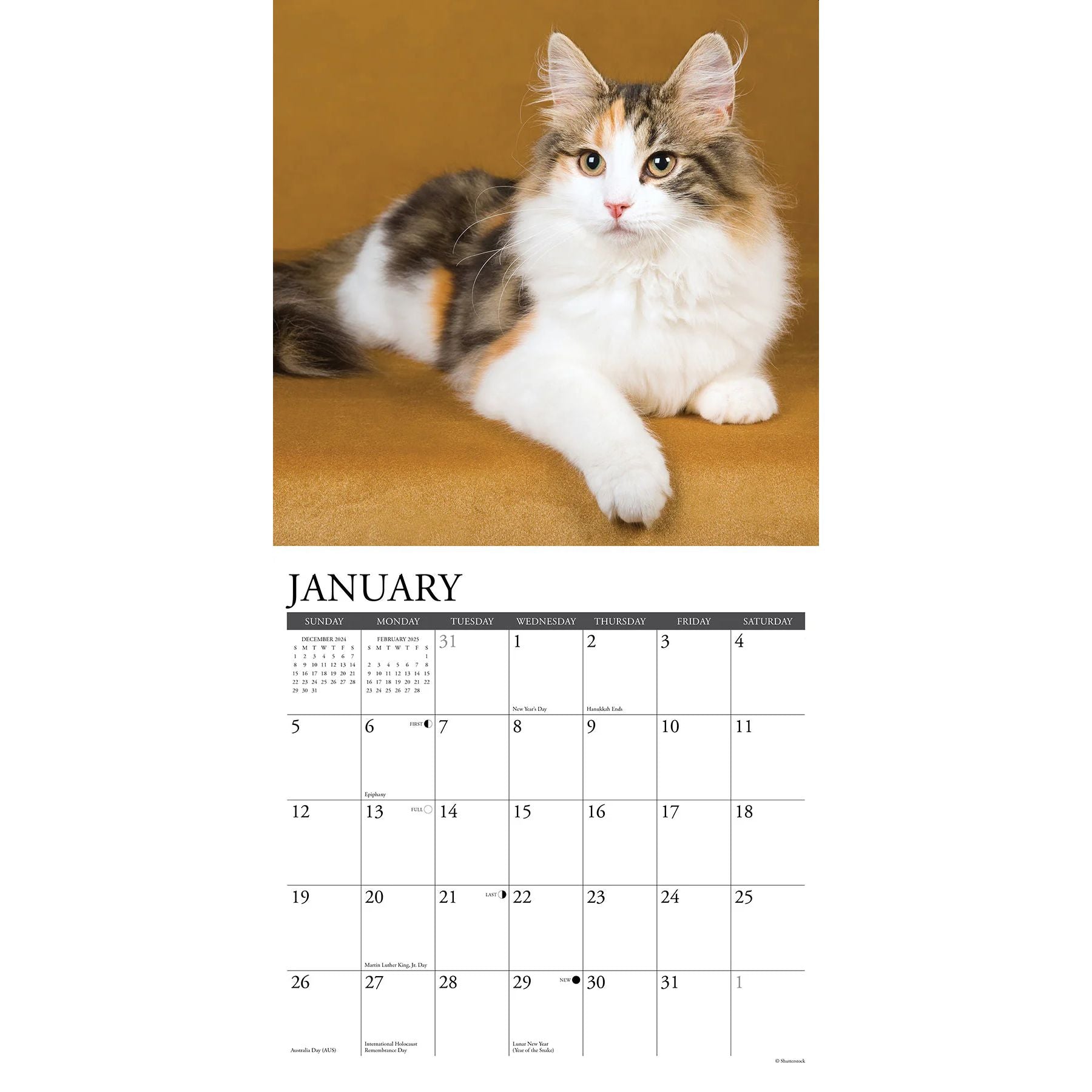 Calico Cats 2025 Wall Calendar