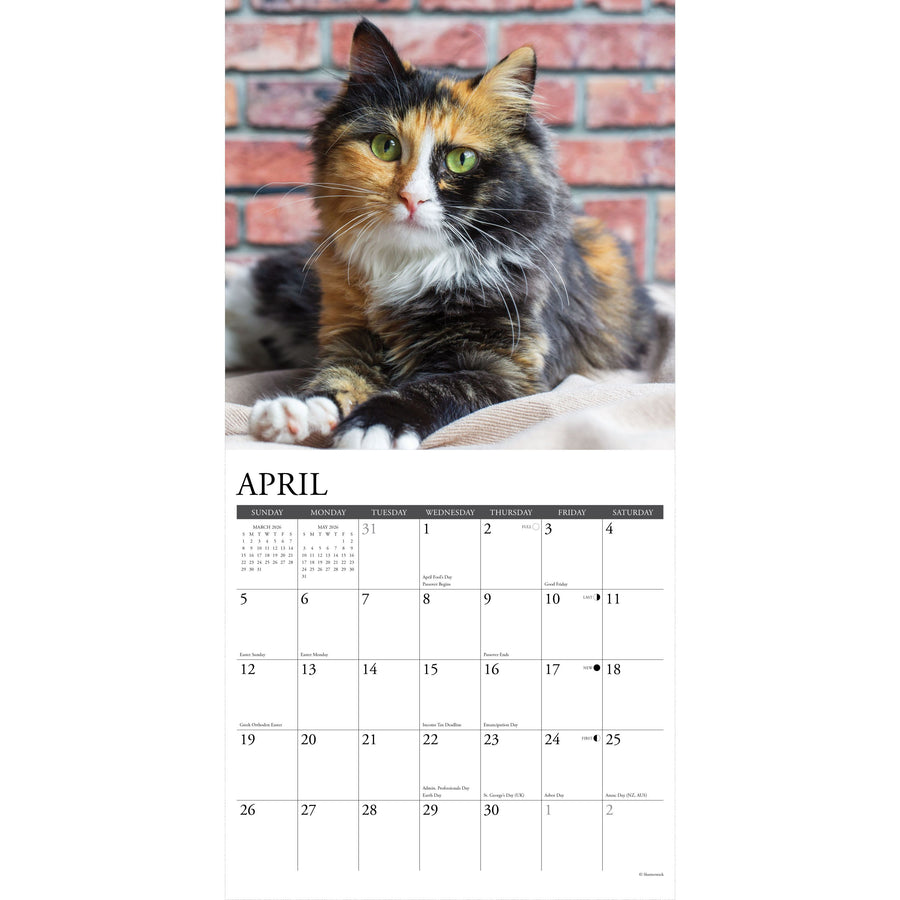 Calico Cats 2026 Wall Calendar