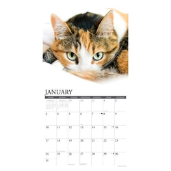 Calico Cats 2027 Wall Calendar